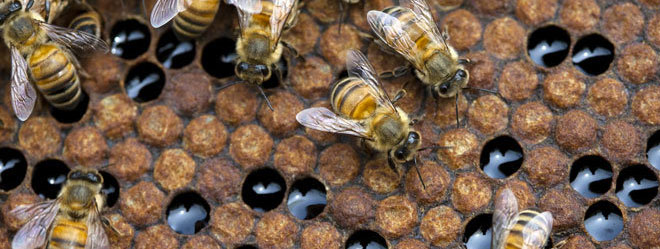 La miel fortalece nuestro sistema inmune