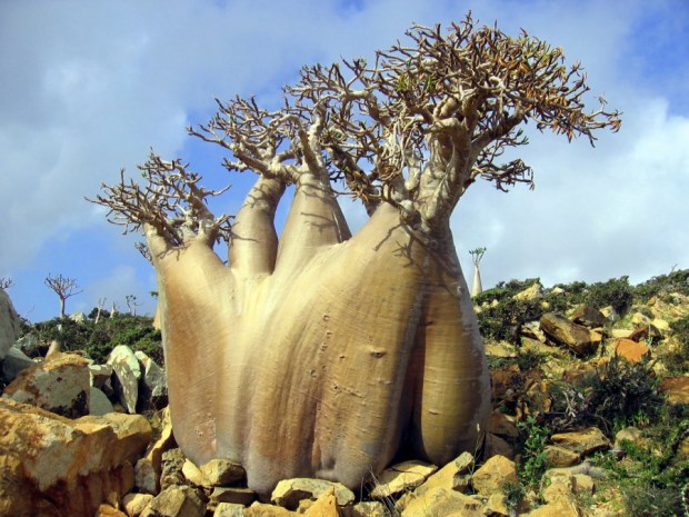 Archipelago de Socotra, Yemen