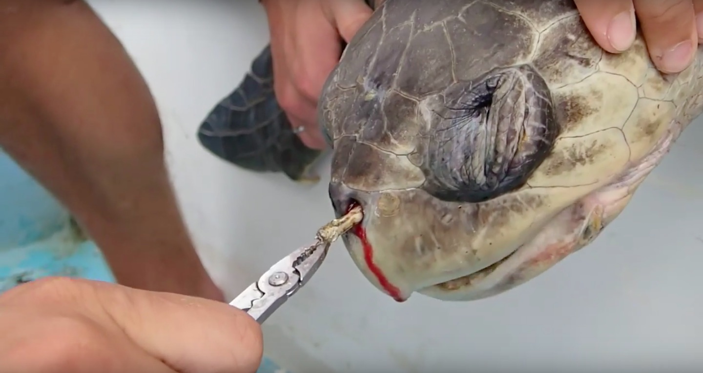 Tortuga marina herida con una pajita de plástico en su nariz.